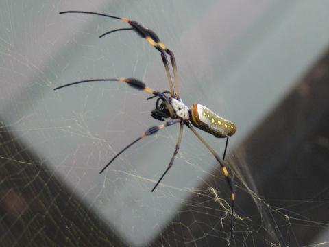 Araña de Seda Dorada 