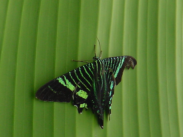 Green Page Moth Photo