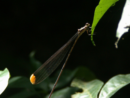 Helicopter Damselfly, Insect - Invertebrate