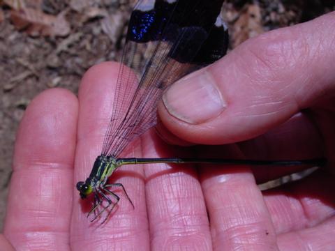 Helicopter Damselfly, Insect - Invertebrate 
