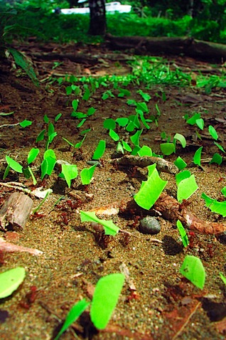 Leaf-Cutter Ant