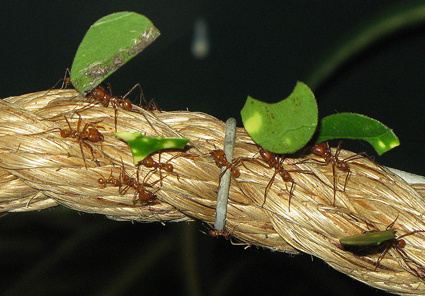 Leaf-Cutter Ant