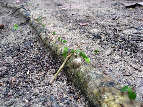 Leaf-Cutter Ant 