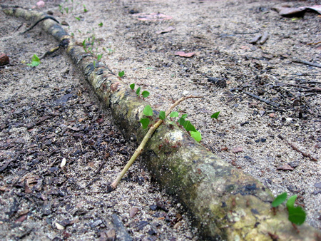 Leaf-Cutter Ant
