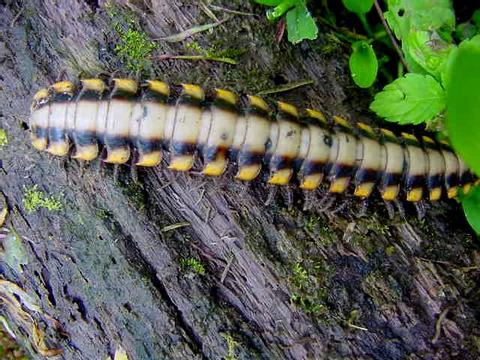 Millipede