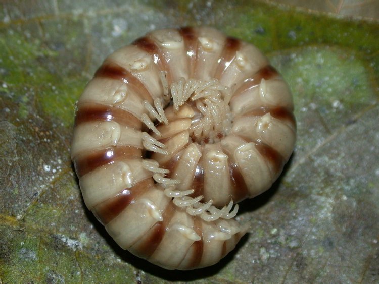Millipede, photo 4