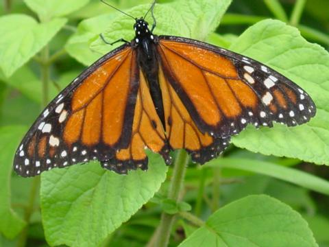 Mariposa Monarca 