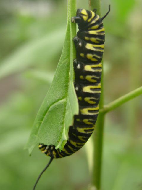 Monarch Butterfly 