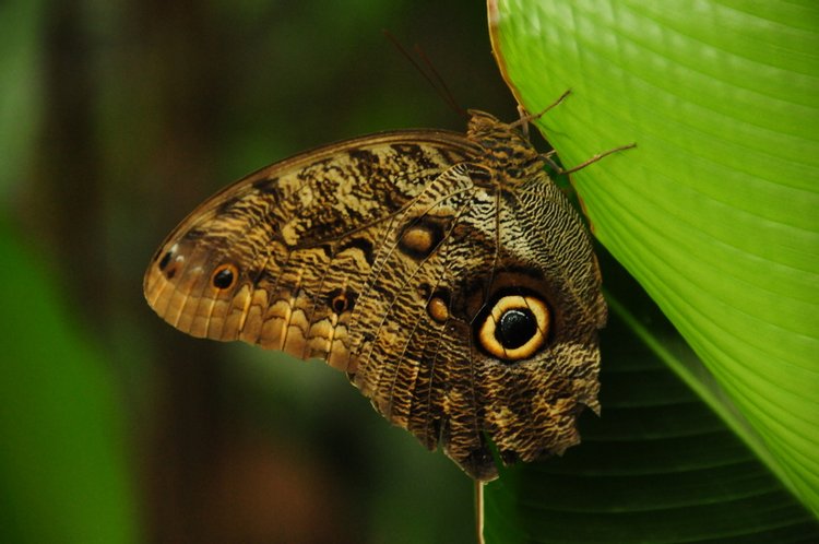 Owl Butterfly, photo 2