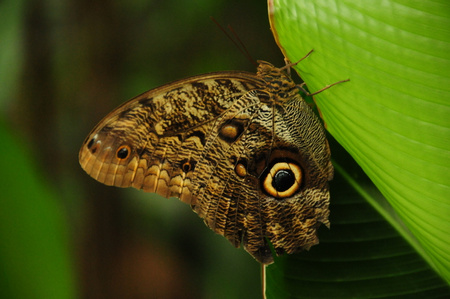 Owl Butterfly