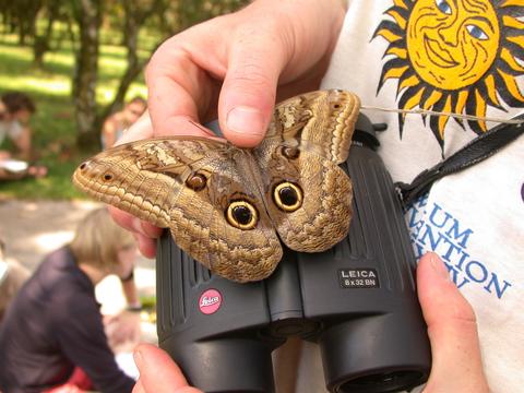 Owl Butterfly 
