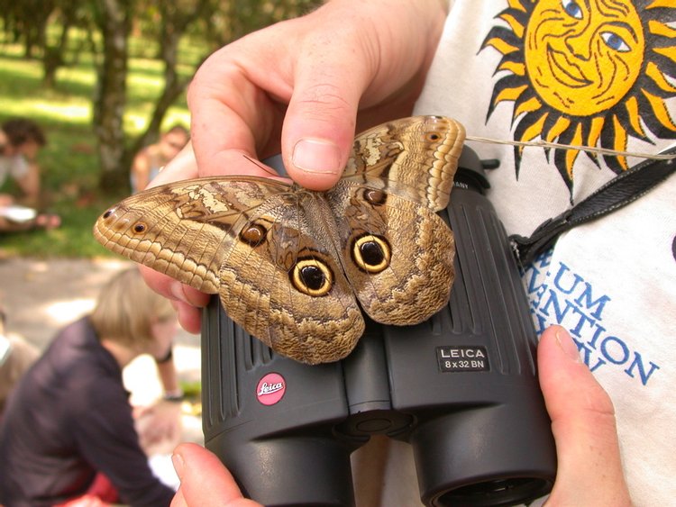 Owl Butterfly, photo 3