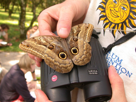 Owl Butterfly