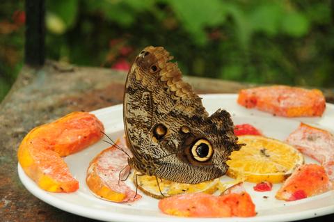 Owl Butterfly 