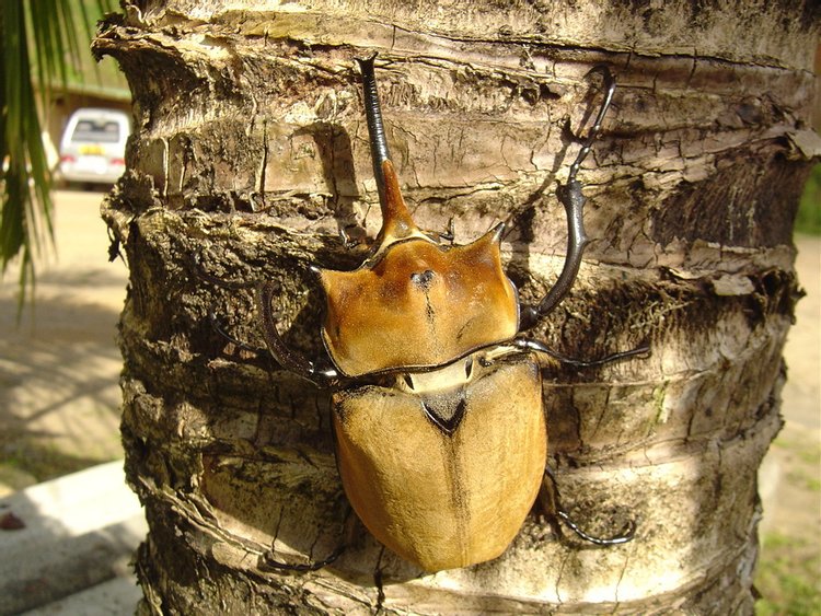 Rhinoceros Beetle, photo 2