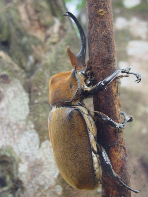Rhinoceros Beetle 