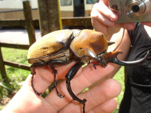giant hercules beetle