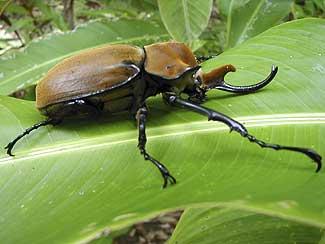 Rhinoceros Beetle 