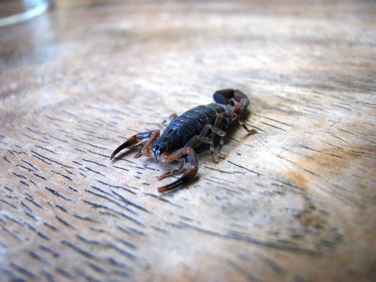 Scorpions, photo 2