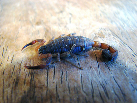 Scorpions