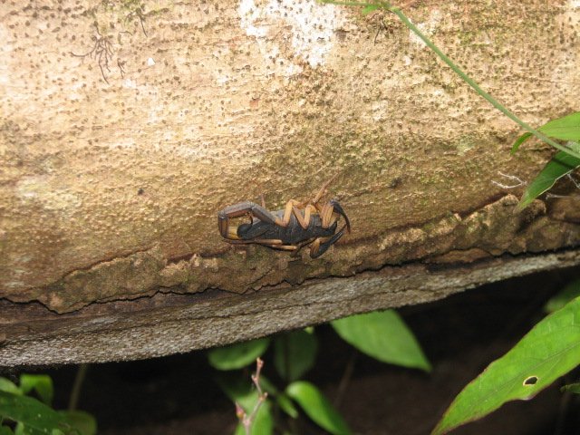 Scorpions, photo 3