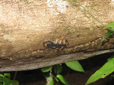 Scorpion
