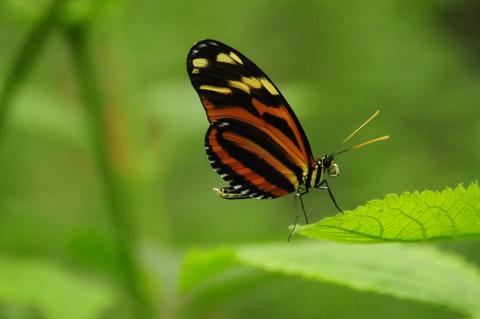 Heliconius hecale 