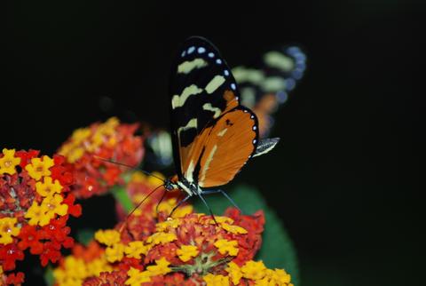 Heliconius hecale 