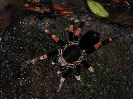 Tarantula