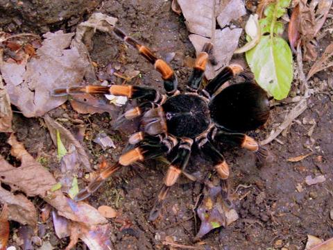 Tarantula 