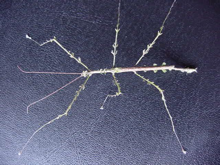 Walking Stick