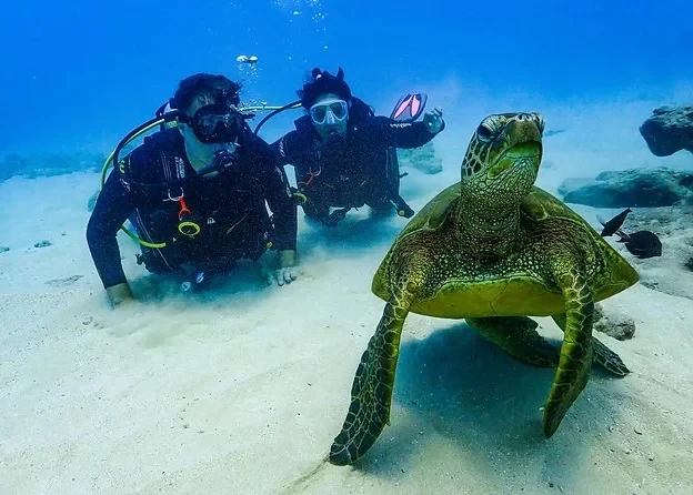 Diving Tour in Tortuga Island and Hiking in Tintoreras photo