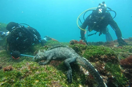 Diving Tour in Tortuga Island and Hiking in Tintoreras photo 3