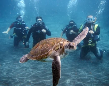 Diving Tour in Tortuga Island and Hiking in Tintoreras photo 5