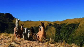 Pasochoa Wildlife Reserve – Andean Forest Immersion photo 2