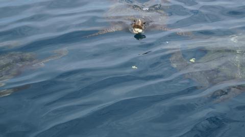 Plata Island Full-Day Tour Ecuador