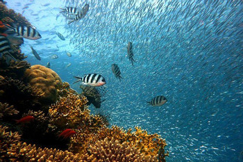 Darwin Bay & Karahua Diving Tour photo 3