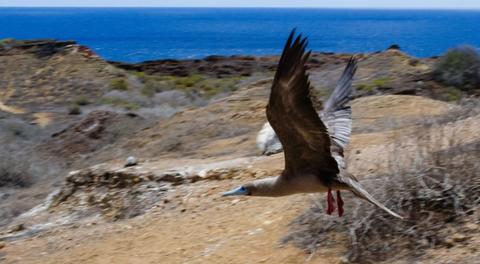 Punta Pitt Tour