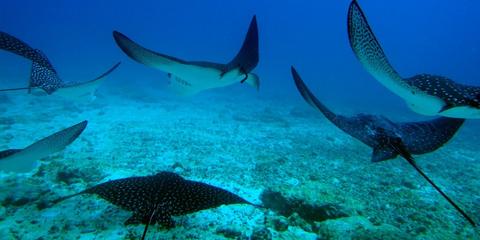 Floreana Island Tour Ecuador