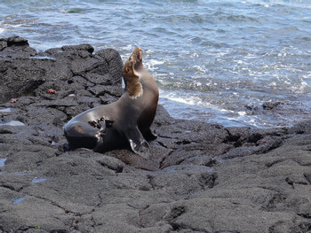 Floreana Island Tour photo 2