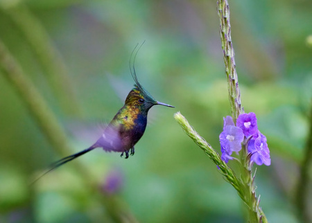 Wildsumaco Lodge