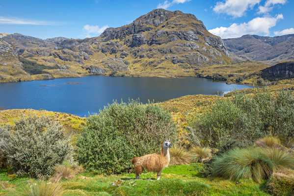 An Incan Adventure for One, Ecuador