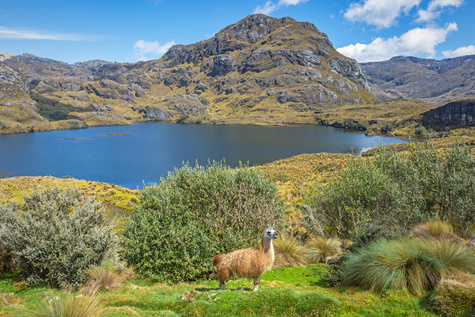 An Incan Adventure for One