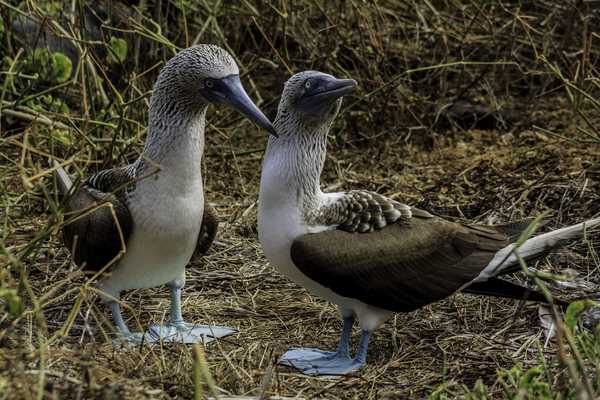  Treasures of The Galapagos, Ecuador