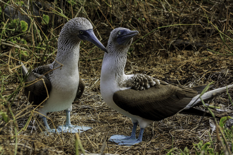 Treasures of The Galapagos