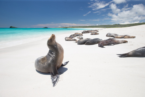 Darwin’s Footsteps: A Solo Adventure