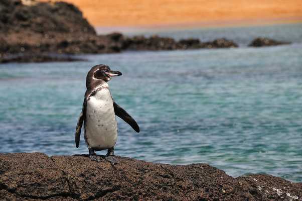 Baltra Island, Galapagos - Ecuador 2023 Travel Guide | Anywhere