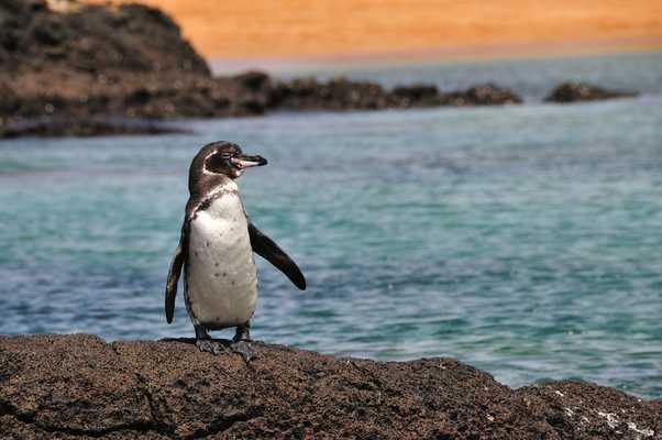 Nature Off the Screen, Ecuador