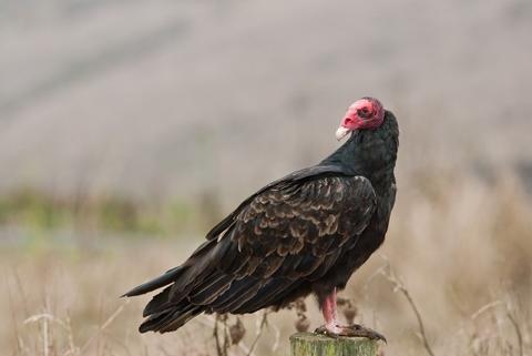 Turkey Vulture 