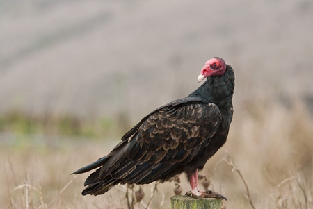 Turkey Vulture